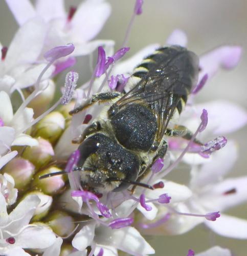 Megachile sp.